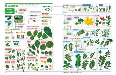 樹種類|木の一覧